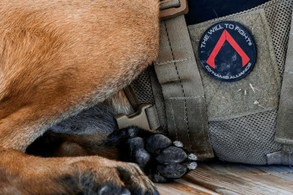 dynamis alliance shield patch vest canine
